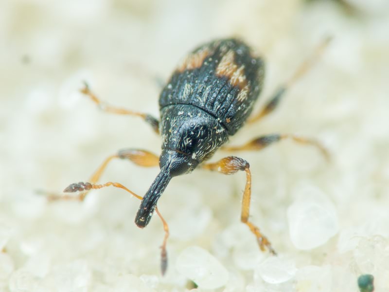 Curculionidae Latreille, 1802